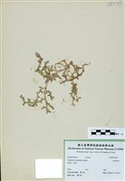 藏品(疏葉卷柏)的圖片